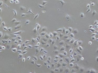 国产自拍高清图片